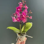 Ορχιδέα Phalaenopsis Mini Fruity AROMA