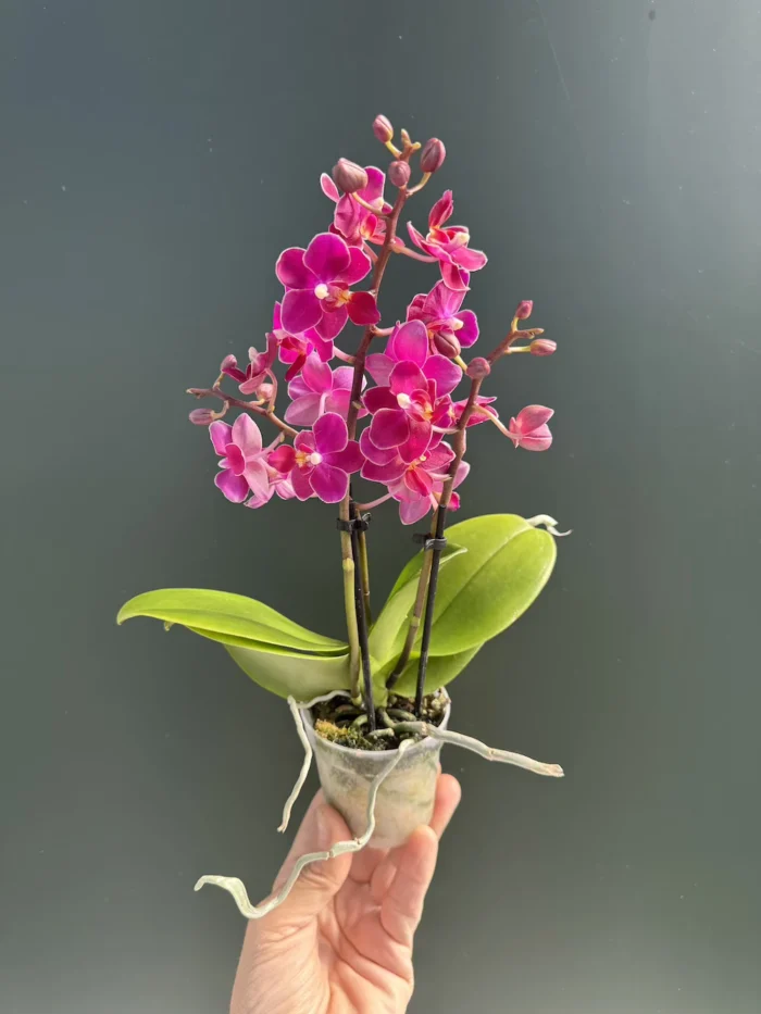 Ορχιδέα Phalaenopsis Mini Fruity AROMA - Image 1