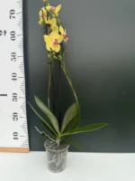 Ορχιδέα Phalaenopsis Limelight - Image 2