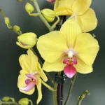 Ορχιδέα Phalaenopsis Limelight