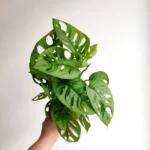 Monstera Obliqua (Leichtlinii) Monkey