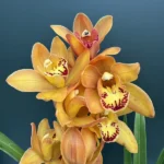 Ορχιδέα Cymbidium Orange