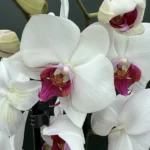 Ορχιδέα Phalaenopsis - Red Lip