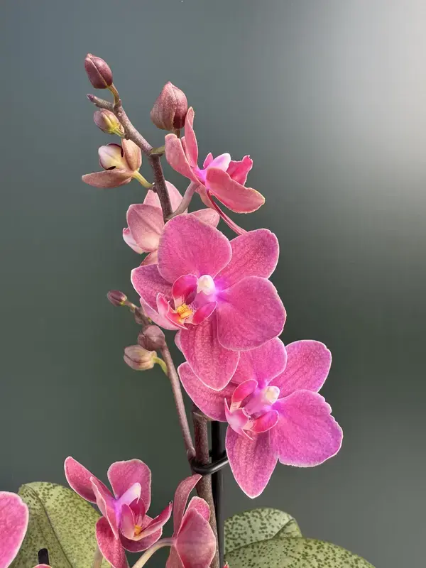 IMG_3901 IMG 3901 • Ελληνικές Ορχιδέες • Μοναδικές ορχιδέες με στυλ και αρώματα!