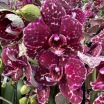 Ορχιδέα Phalaenopsis - Wild Cat