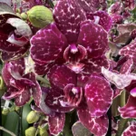 Ορχιδέα Phalaenopsis Wild Cat 1tak