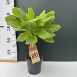 Brighamia Insignis Hawaiian Palm