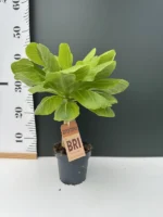Brighamia Insignis Hawaiian Palm