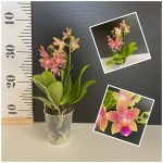Ορχιδέα Phal. Golden Sun AROMA - Image 2