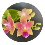 Ορχιδέα Phal. Golden Sun AROMA
