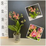 Ορχιδέα Phal. Golden Sun Peloric AROMA - Image 2