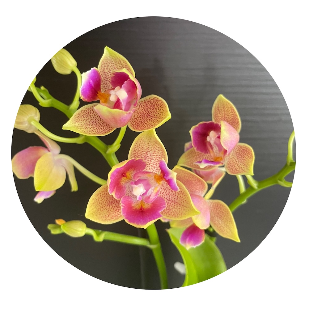 IMG_6077 Ορχιδέα Phal. Golden Sun Peloric AROMA - Image 1