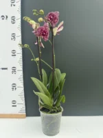 Ορχιδέα Phalaenopsis - Wild Cat - Image 2
