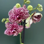 Ορχιδέα Phalaenopsis - Wild Cat