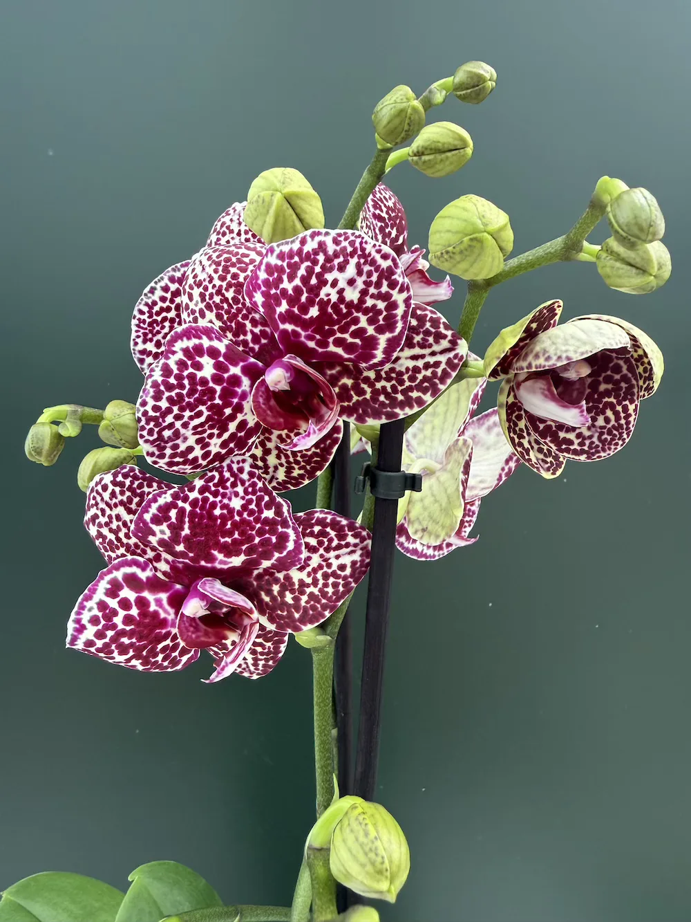 IMG_6202 Ορχιδέα Phalaenopsis - Wild Cat - Image 1