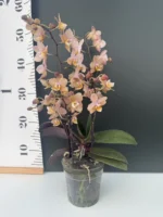 Ορχιδέα Phalaenopsis -  Scention - Image 2