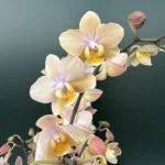 Ορχιδέα Phalaenopsis -  Scention