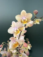 Ορχιδέα Phalaenopsis -  Scention