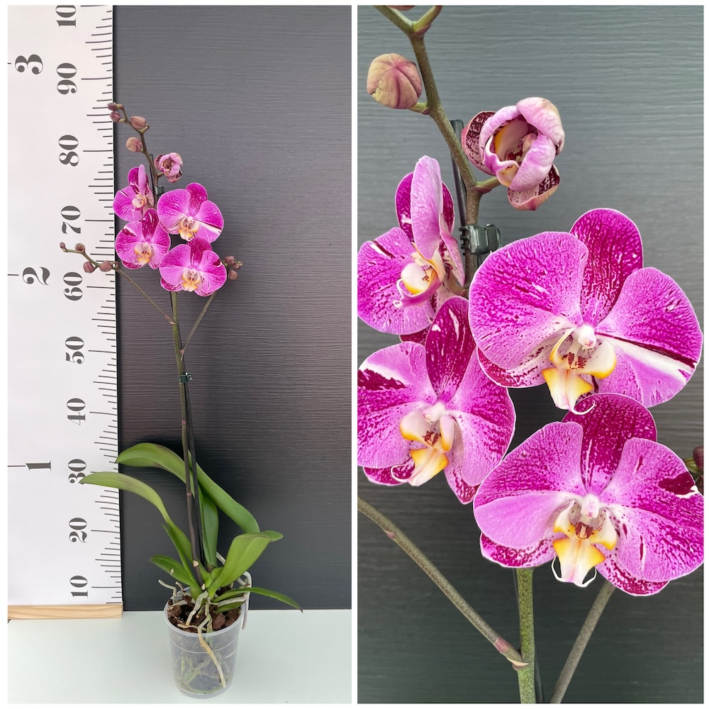 IMG_6697 Ορχιδέα Phalaenopsis Fleurette - Image 1