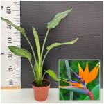 Strelitzia (Πουλί του παραδείσου)