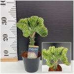 Euphorbia Cristata green