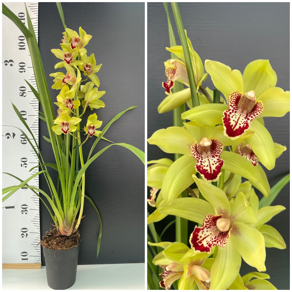 IMG_7366 Ορχιδέα Cymbidium Chary - Image 1