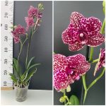 Ορχιδέα Phalaenopsis  Wild Cat 2Tak