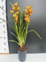 Ορχιδέα Cymbidium Orange - Image 2