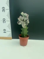 Euphorbia Cristata gray - Image 2