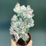Euphorbia Cristata gray