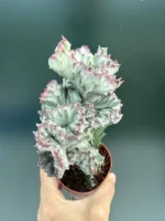 Euphorbia Cristata gray