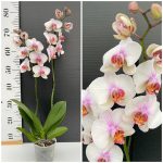 Ορχιδέα Phalaenopsis Antonela - Image 2