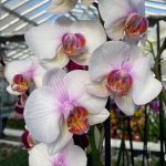 Ορχιδέα Phalaenopsis Antonela