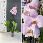 Ορχιδέα Phalaenopsis Soft pink - Image 2