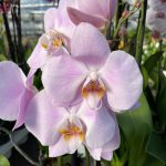 Ορχιδέα Phalaenopsis Soft pink