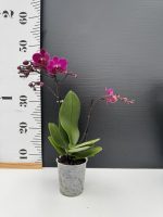 Ορχιδέα Phalaenopsis Charm Velvet - Image 2