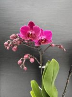 Ορχιδέα Phalaenopsis Charm Velvet