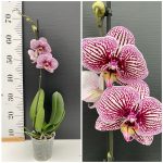 Ορχιδέα Phalaenopsis Black Stripes - Image 2