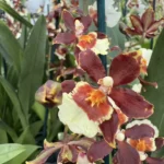 Ορχιδέα Oncidium Brown