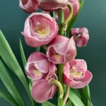 Ορχιδέα Cymbidium - Pink Tulip