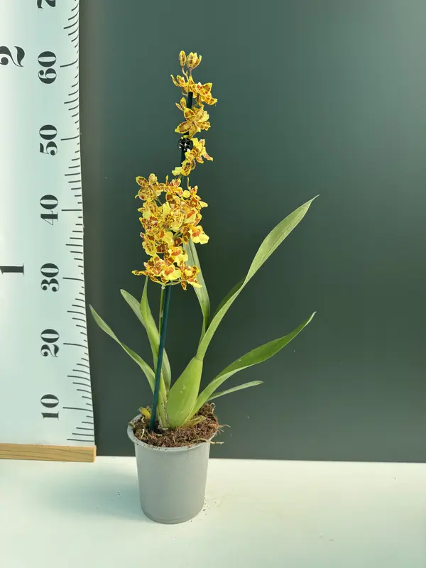 IMG_3145 IMG 3145 • Ελληνικές Ορχιδέες • Μοναδικές ορχιδέες με στυλ και αρώματα!