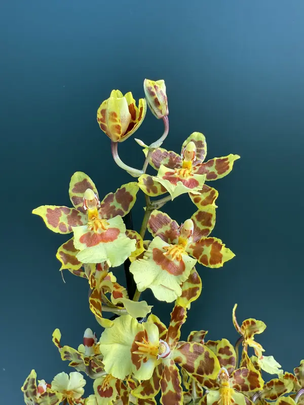 IMG_3146 IMG 3146 • Ελληνικές Ορχιδέες • Μοναδικές ορχιδέες με στυλ και αρώματα!