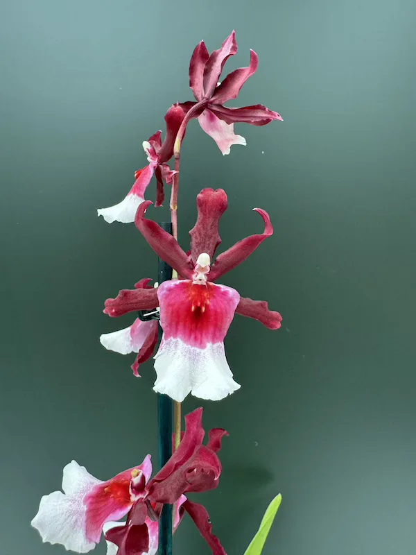 IMG_3306 IMG 3306 • Ελληνικές Ορχιδέες • Μοναδικές ορχιδέες με στυλ και αρώματα!