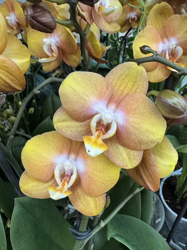 IMG_3346 IMG 3346 • Ελληνικές Ορχιδέες • Μοναδικές ορχιδέες με στυλ και αρώματα!