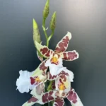 Ορχιδέα Cambria - Beallara