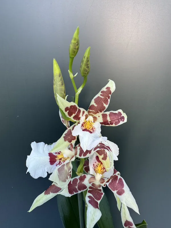 IMG_3734 IMG 3734 • Ελληνικές Ορχιδέες • Μοναδικές ορχιδέες με στυλ και αρώματα!