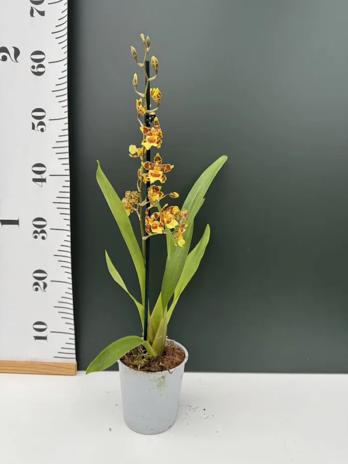 Ορχιδέα Oncidium - Yellow Brown - Image 2