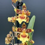 Ορχιδέα Oncidium - Yellow Brown