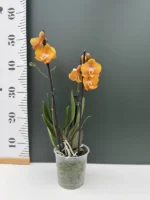 Ορχιδέα Phalaenopsis - Las Vegas - Image 2