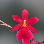 Ορχιδέα Burrageara - Nelly Isler Red